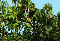 mango-tree-321075_1280